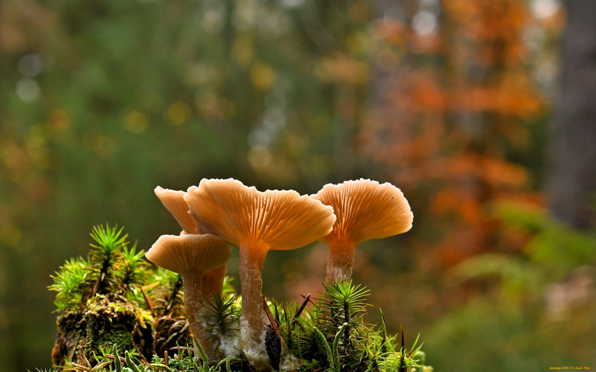 �������, �����, ����, �������